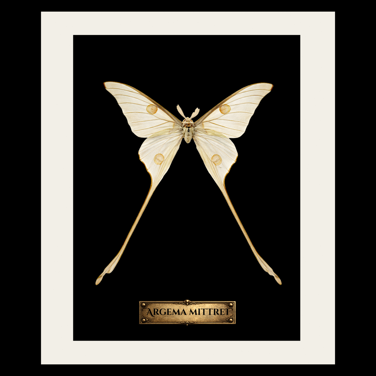 Cabinet of Curiosities