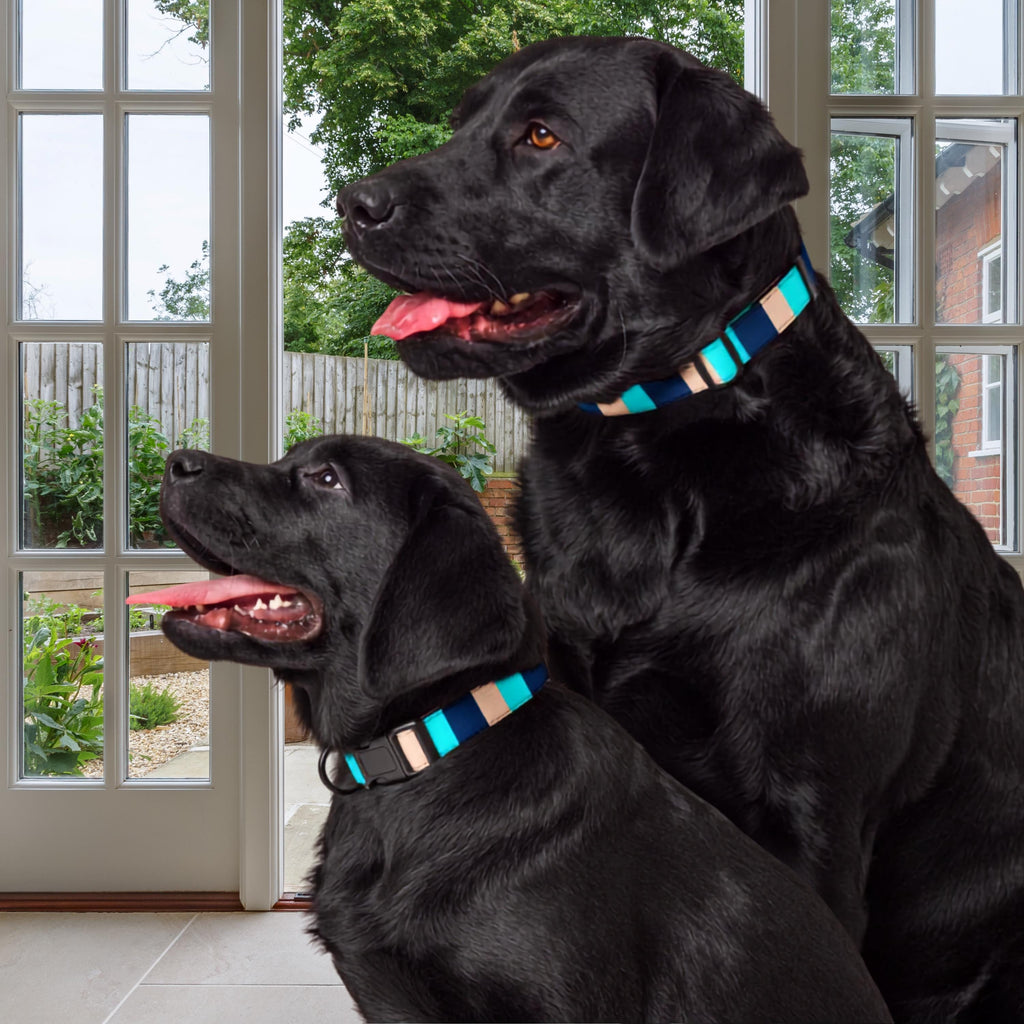 Blue Stripe padded dog collar worn by two black dogs beside an open doorway.
