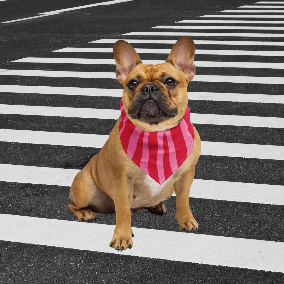 Pink Zebra bandana with pink and red stripes worn by a dog sitting on a pedestrian crossing.