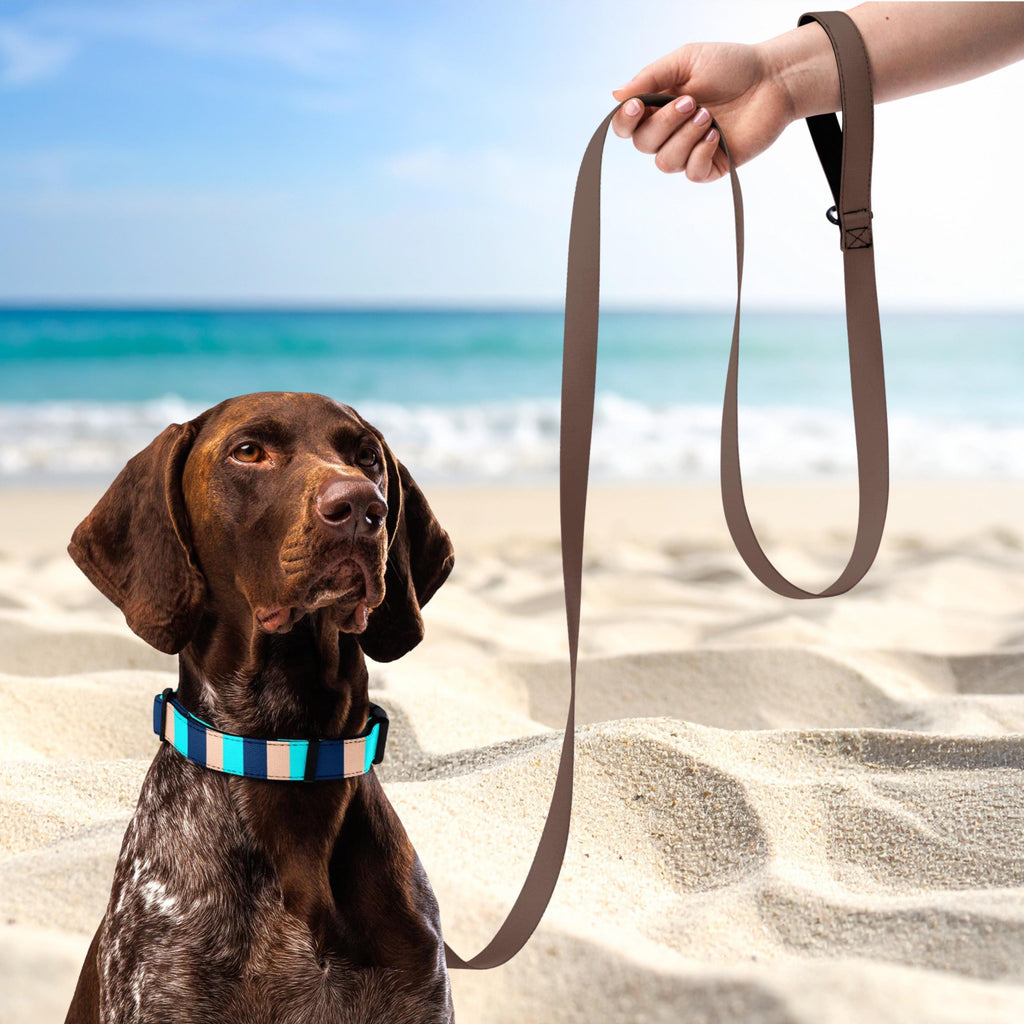 Blue Stripe padded dog collar worn by a brown dog on a beach beside a plain brown leash.