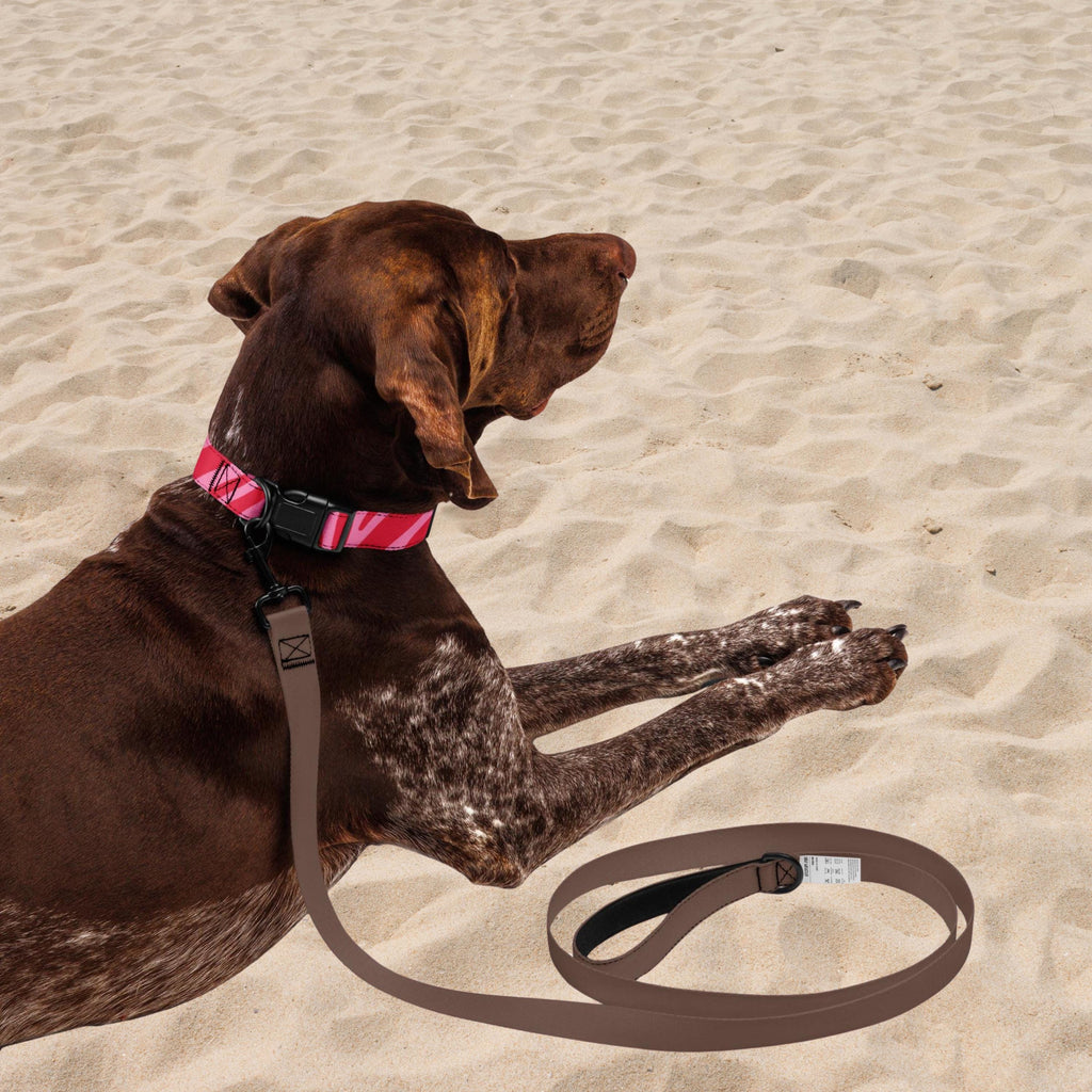 Pink Zebra padded dog collar worn by a brown dog lying on sand.