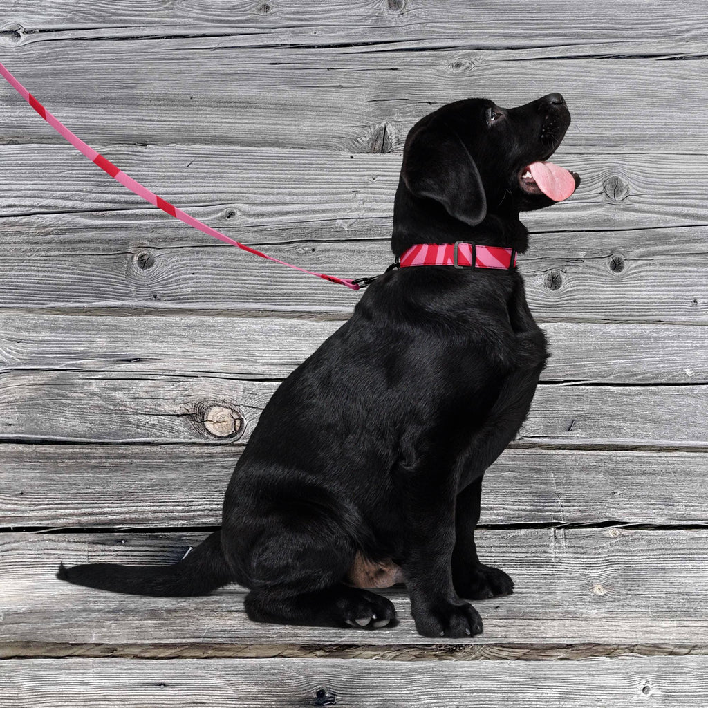 Pink Zebra dog collar and leash set worn by a black dog sitting against a grey wooden wall.
