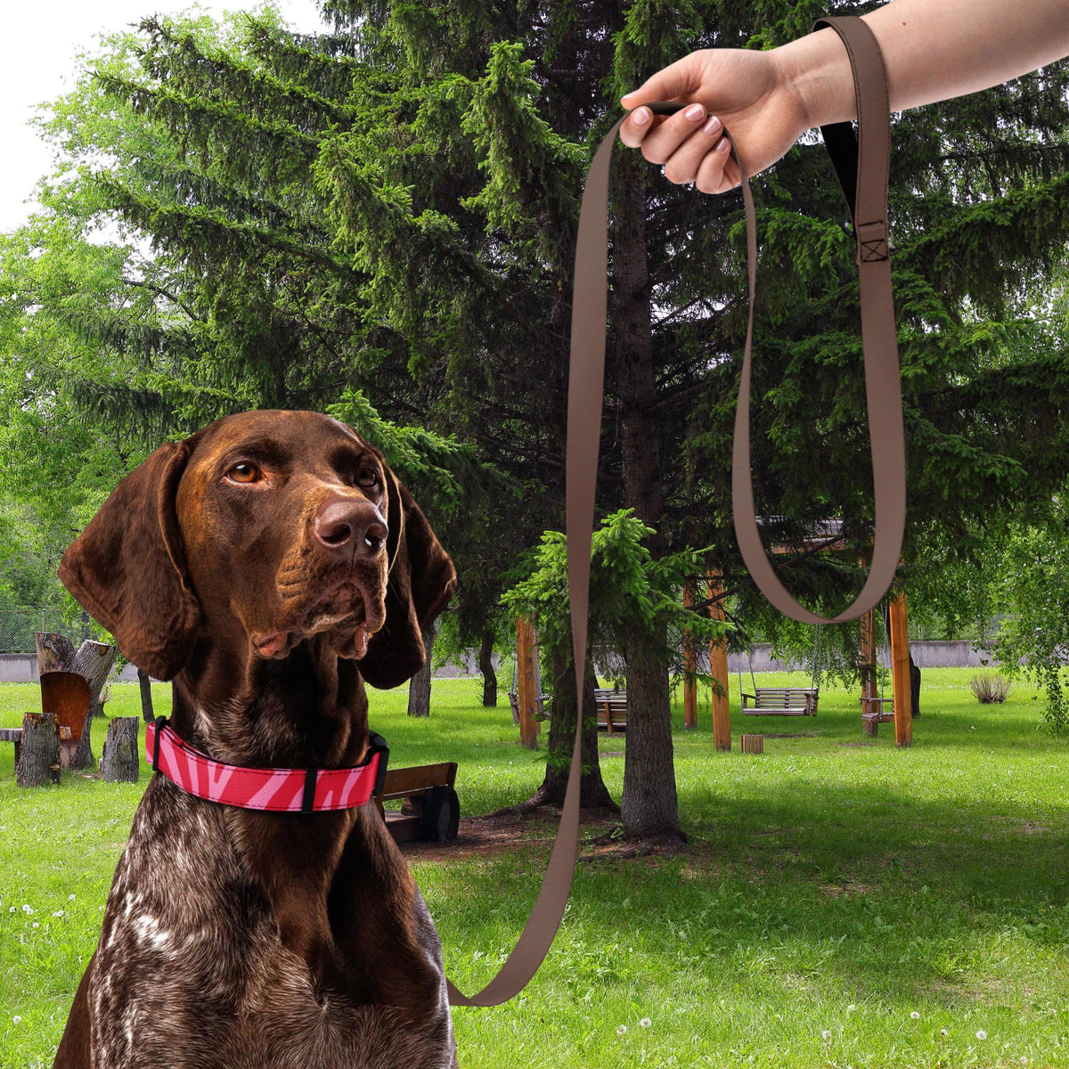 Pink Zebra padded dog collar worn by a brown dog in a park beside a plain brown leash.