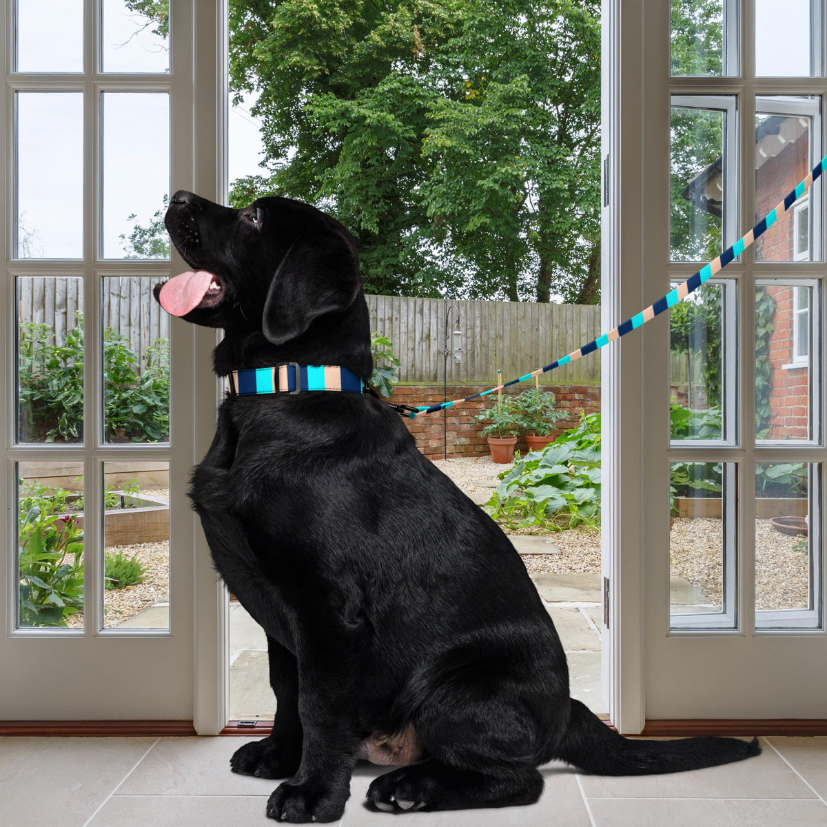 Blue Stripe dog collar and leash set worn by a black dog sitting beside an open doorway.