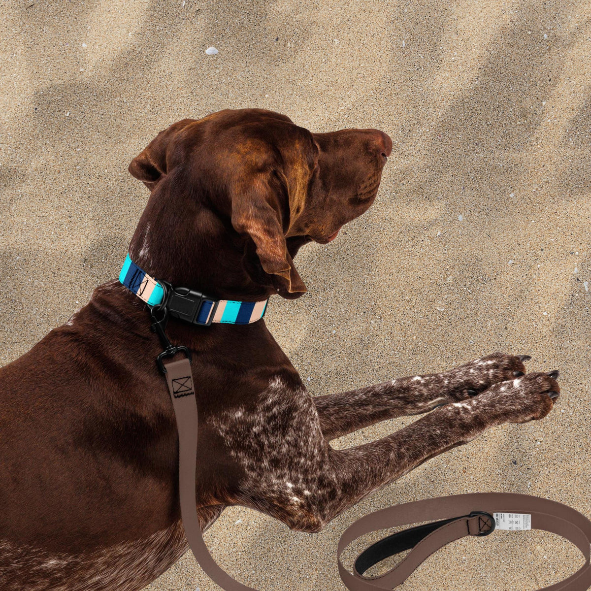 Blue Stripe padded dog collar worn by a brown dog resting on sand.