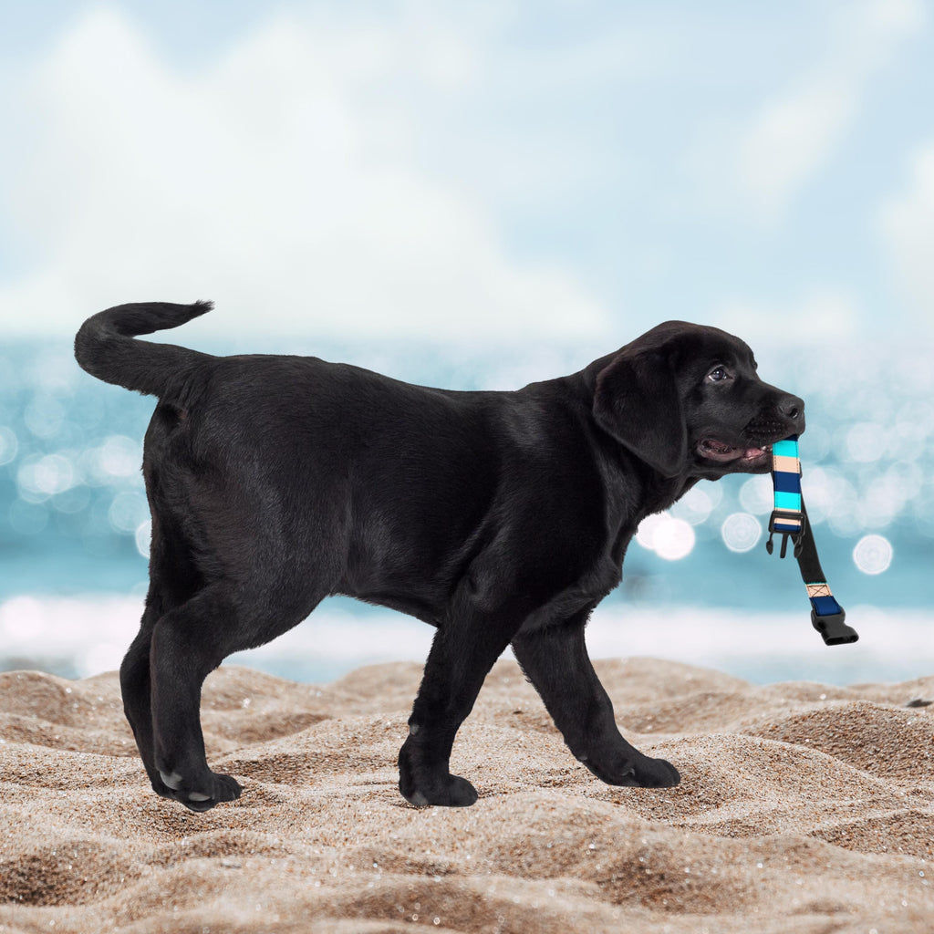 Blue Stripe padded dog collar carried by a black puppy walking on sand.