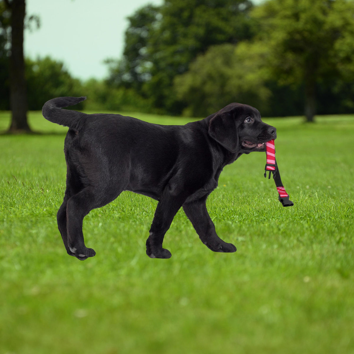 Pink Zebra padded dog collar carried by a black puppy walking on grass.