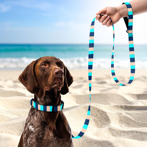 Blue Stripe dog collar and leash set worn by a brown dog on a beach, with the matching leash held above.